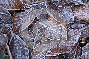 Autumn leaves in first early frost. Winter background