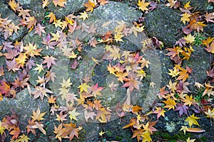 Autumn Leaves on Flagstones photo