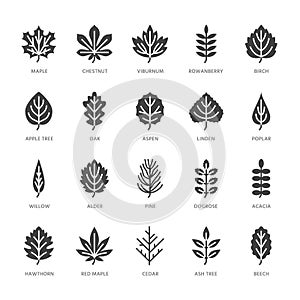 Autumn leaves flat glyph icons. Leaf types, rowan, birch tree, maple, chestnut, oak, cedar pine, linden, guelder rose