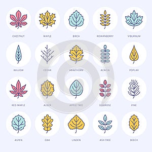 Autumn leaves flat line icons. Leaf types, rowan, birch tree, maple, chestnut, oak, cedar pine, linden,guelder rose