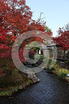 Autumn leaves in Flatly Landscaped Garden in Koko-en Garden, Himeji, Japan