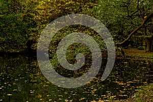 Autumn leaves float on the surface of the water. Fallen autumnal leaves on surface of lake. Nature's landscape