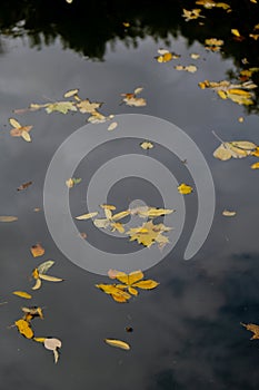 Autumn leaves float on the surface of the water. Fallen autumnal leaves on surface of lake. Nature's landscape