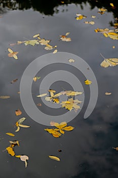 Autumn leaves float on the surface of the water. Fallen autumnal leaves on surface of lake. Nature's landscape