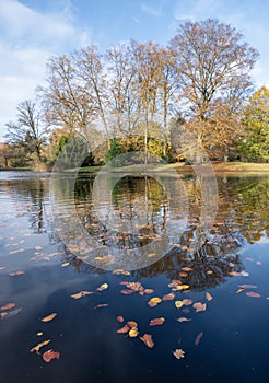 autumn leaves float on water of pond with reflections