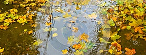 Autumn leaves floating in transparent water pool puddle lake