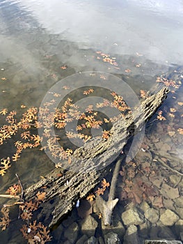 Autumn leaves floating in water, Memorial Park, Hendersonville, Tenneessee