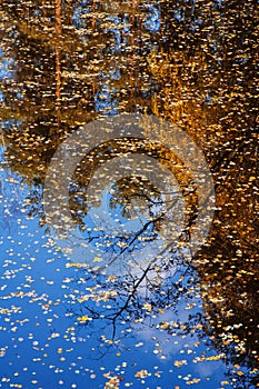 Autumn leaves floating on water surface