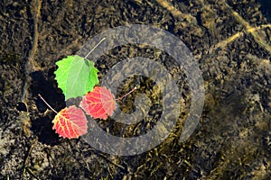 Autumn leaves floating on water