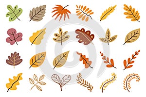 autumn leaves flower decoration element