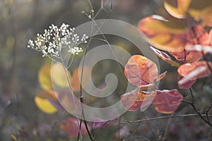 Autumn leaves and flowers blurred background closeup. Autumn forest nature