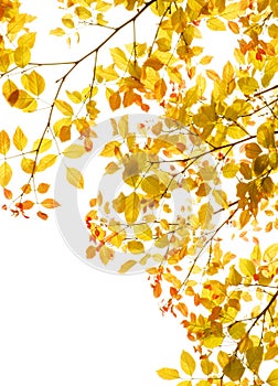 Autumn leaves foliage border photo