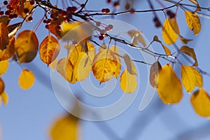 Autumn leaves foliage close up