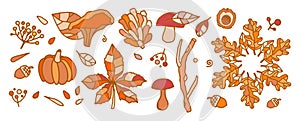 Autumn leaves of foliage, oak, acorn, chestnut and mountain ash with berries and mushrooms. Isolated elements of September vector