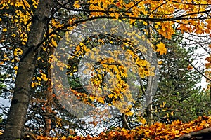 Autumn leaves in the forest