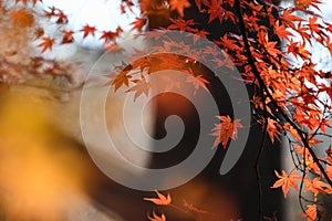 Autumn leaves in forest, china.