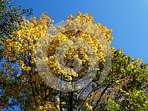 Autumn leaves in forest somewhere in Russia.