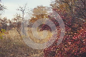 Autumn leaves in the forest on the trees.