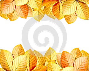 Autumn leaves frame