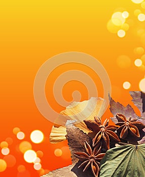 Autumn leaves frame isolated in gradient background