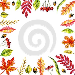 Autumn leaves frame: maple, birch, willow, oak, acorn, birch leaves, blade of grass, rowan leaf, rowan berries, grass spike.