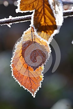 Autumn leaves and frost