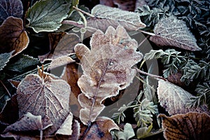 Autumn leaves frozen Artmif.lv