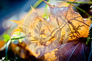 Autunno foglie congelato. 