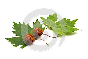 Leaves and fruit of plane tree