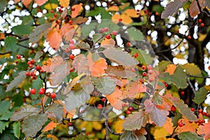 Autumn leaves and fruits of Scandinavian mountain ash Sorbus intermedia Ehrh. Pers