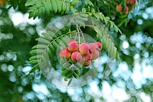 Autumn leaves and fruits of the Sorbus domestica tree, close-up photo