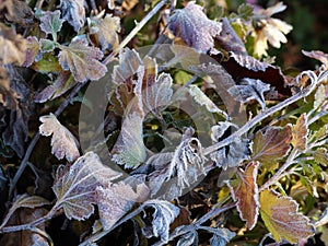 Frozen moisture on autumn garden flowers