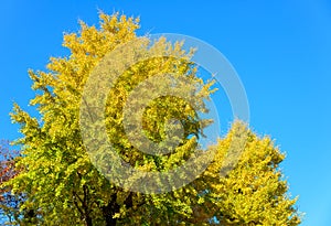 Autumn leaves of Ginkgo in the Kyu-Furukawa Gardens, Tokyo