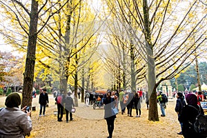 Autumn leaves of a ginkgo on Nami Island.