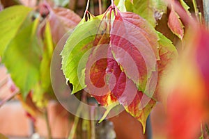 Autumn leaves of girlish grapes