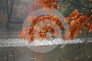 Autumn leaves with glistening lake as a background