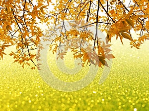 Autumn leaves on glitter bokeh background