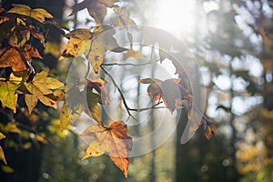 Autumn Leaves Glow with Sunlight and Autumnal Color