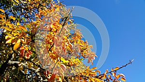 Autumn leaves of gold and orange. Blue sky. Background.