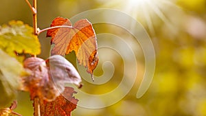 Autumn leaves on golden blurred background with bokeh and sunlight