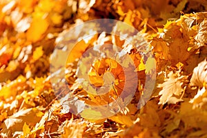 Autumn leaves, golden foliage on ground lit by sunlight in late afternoon