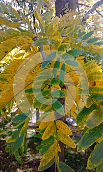 Autumn leaves in gorkiy park