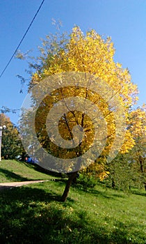 Autumn leaves in gorkiy park