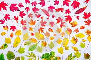 Autumn leaves gradient colorful rainbow leaf pattern fall colors flat lay, top view. Seasonal background.