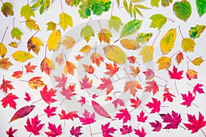 Autumn leaves gradient colorful rainbow leaf pattern fall colors flat lay, top view. Seasonal background.