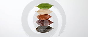 Autumn leaves in gradient colors