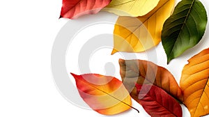 Autumn leaves in a gradient from green to red, symbolizing the change of seasons