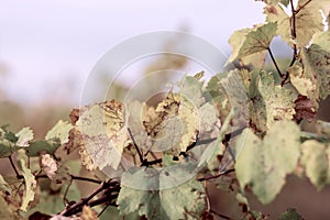 Autumn leaves of grapes. Blue sky and  Grapevine in the fall. Autumn vineyard. Soft focus. Toned image