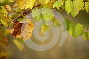 Autumn leaves of grapes. Grapevine in the fall. Autumn vineyard. Soft focus. Copy space.