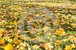 Autumn leaves on the grass as natural background